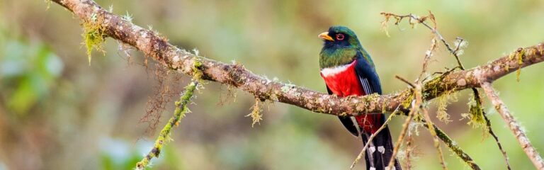 11 day hidden treasures ecuador 11-day hidden treasure ecuador