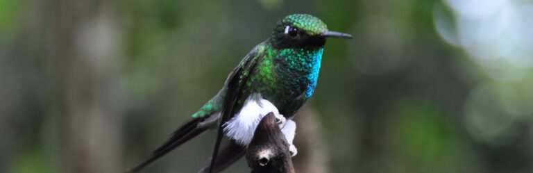 14 day andes amazon coast adventure 14 day andes, amazon & coast adventure