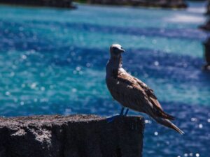 15 day luxury ecuador galapagos highlights 15 day luxury ecuador & galapagos highlights