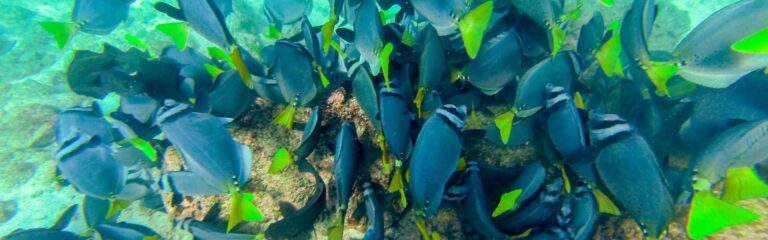 17 day hidden treasures galapagos 1 17 day hidden treasures ecuador & galapagos