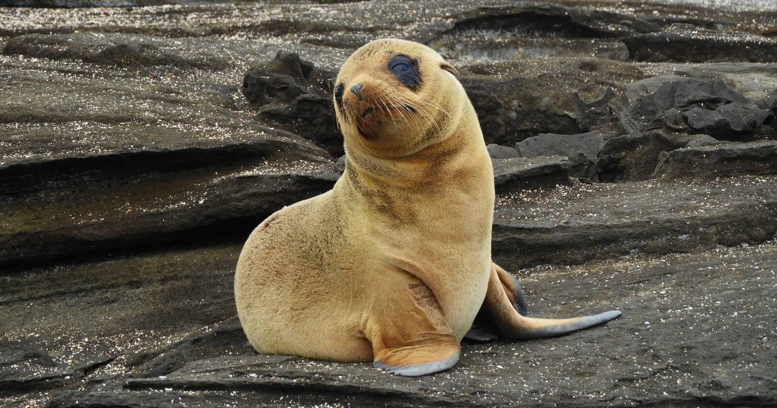 25 remarkable facts about the galapagos islands galapagos islands facts