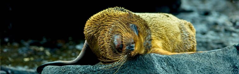 3 day san cristobal tour 3-day classic san cristobal tour