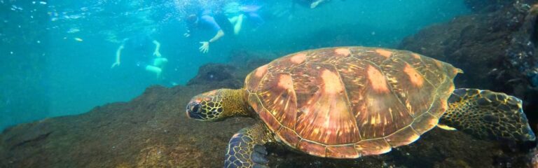 4 day complete island hopping 4-day galapagos complete island hopping