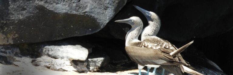 4 day galapagos island hopping budget 4 day galapagos island hopping budget