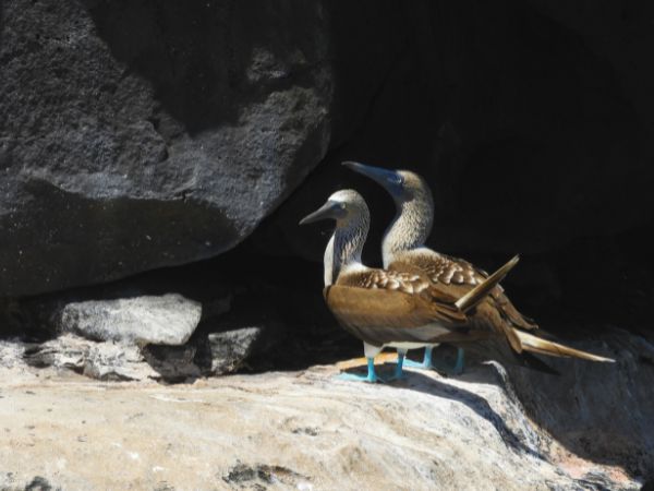 4 day galapagos island hopping budget you will explore the galapagos islands with a combination of organized day tours - galapagos island hopping tours