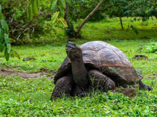 4 day galapagos island hopping classic 4-day galapagos island hopping classic - galapagos island hopping tours