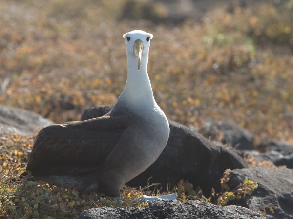 4 day san cristobal expedition 1 san cristobal - galapagos island hopping tours
