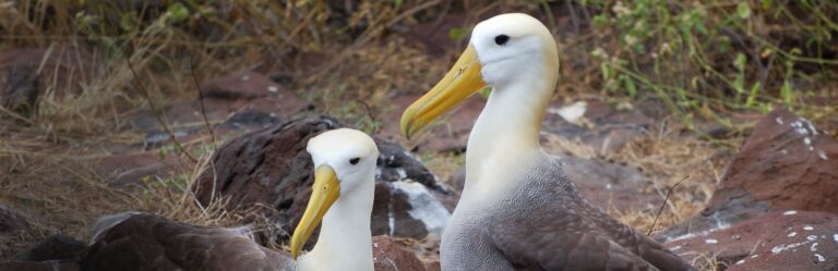 4 day san cristobal expedition 4-day san cristobal expedition