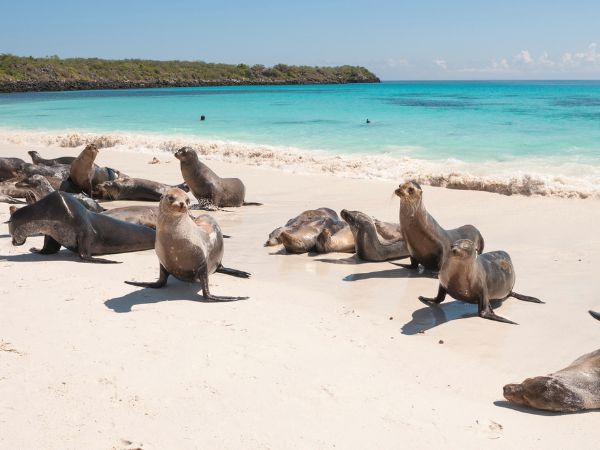 5 day galapagos island hopping budget 5 day galapagos island hopping budget - galapagos island hopping tours