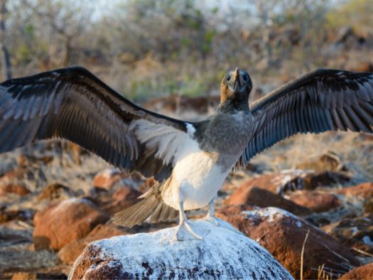 5 day galapagos island hopping classic 5-day galapagos island hopping classic - galapagos island hopping tours