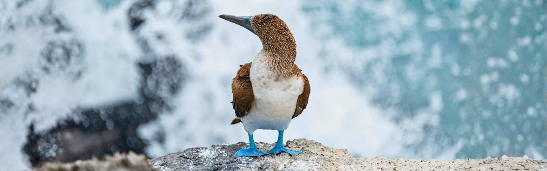 6 Day Galapagos Island Hopping Budget