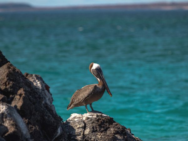 6 day galapagos island hopping budget 6-day galapagos island hopping budget - galapagos island hopping tours