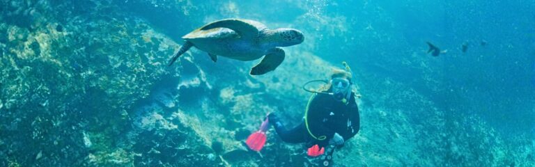 7 day galapagos diving 7-day galapagos diving tour