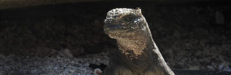 7 day galapagos island hopping budget 7 day galapagos island hopping adventure