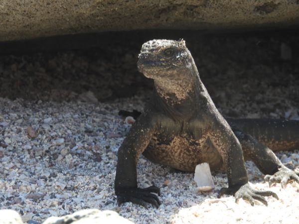 7 day galapagos island hopping budget 7 day - galapagos island hopping tours