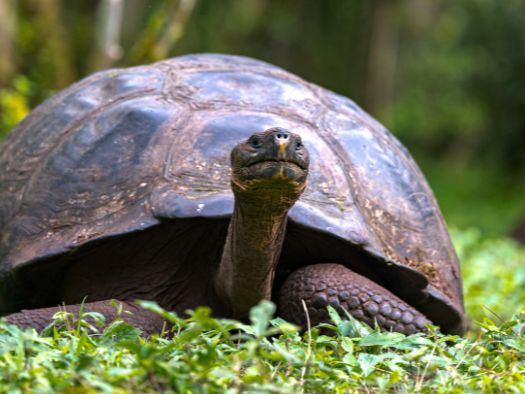 7 day galapagos island hopping classic 7-day galapagos island hopping classic - galapagos island hopping tours