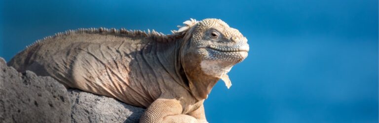 7 day hidden treasure galapagos 7 day hidden treasure galapagos