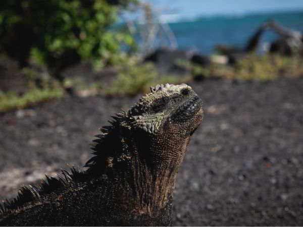 7 day hidden treasure galapagos 7 day hidden treasure galapagos - galapagos island hopping tours