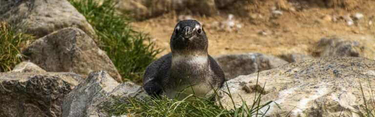 8 day galapagos adventure 8 day galapagos island hopping budget