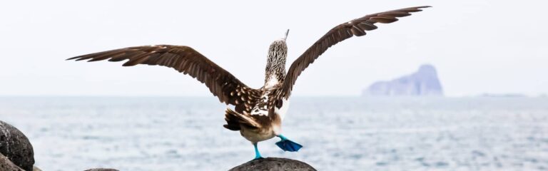 8 day galapagos complete 8 day galapagos island hopping classic