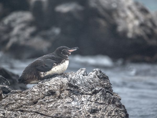 8 day galapagos island hopping budget 8-day galapagos island hopping budget - galapagos island hopping tours