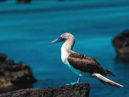 8 day galapagos island hopping classic 8 day complete - galapagos island hopping tours