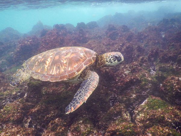 9 day colonial quito galapagos island hopping 9 day colonial quito & galapagos island hopping