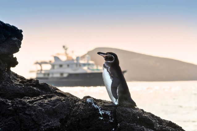 adopt a penguin adopt a penguin