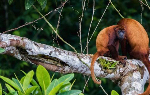 amazon rainforest south america