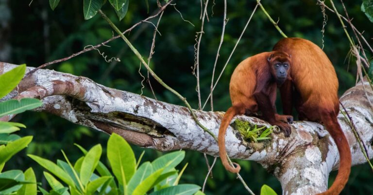 amazon rainforest south america amazon rainforest south america