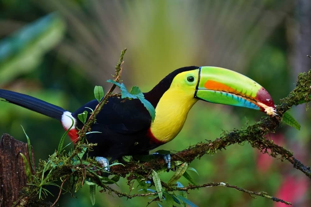 amazon tucan birdwatching - amazon tucan