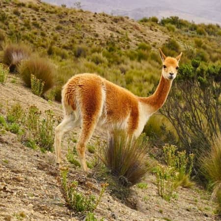 Andes-Vicuna Rebecca Adventure Travel Vicuña - Peru Andes