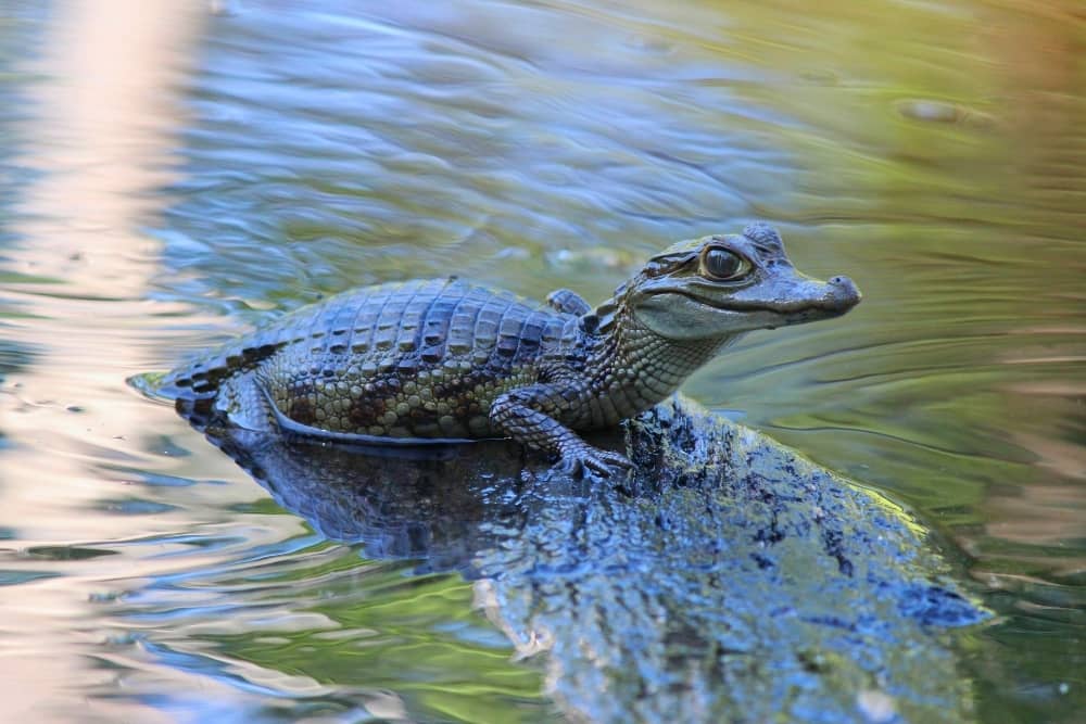 baby aligator suchipakaeri ecuador amazon baby aligator - suchipakari - ecuador amazon