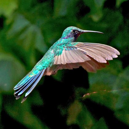 Birdwatching Mindo Rebecca Adventure Travel Birdwatching Mindo