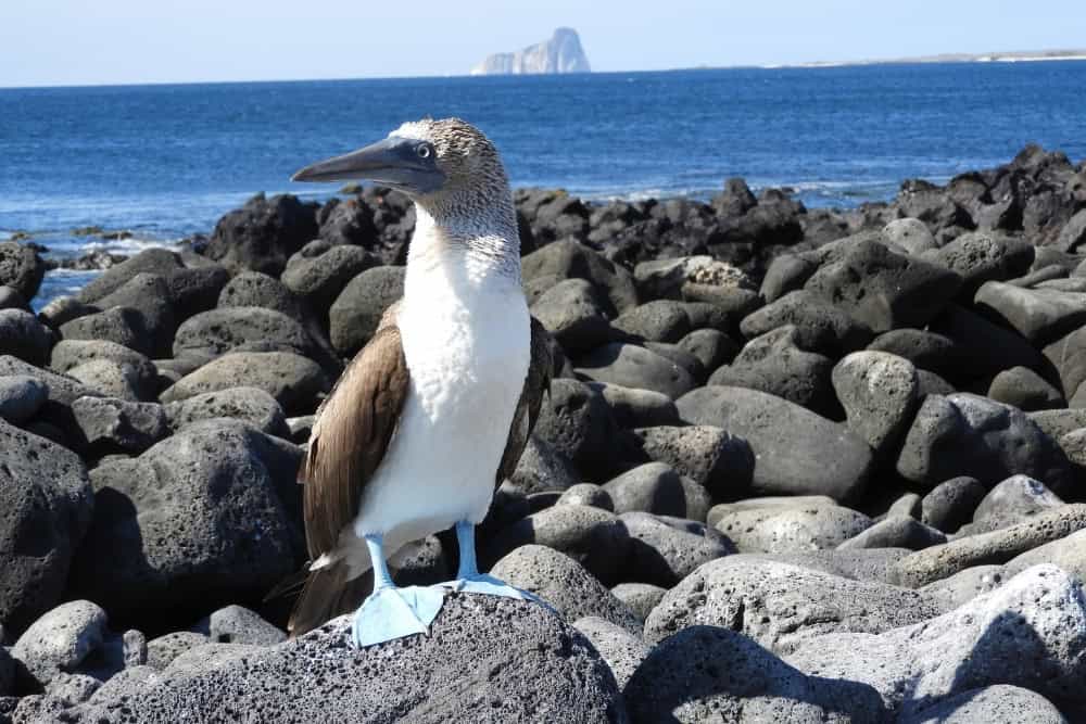blue footed booby blue-footed booby - birdwatching