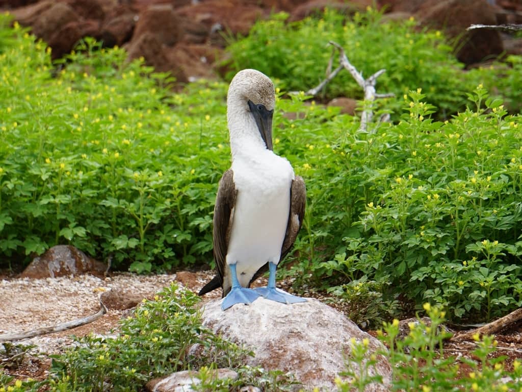 blue footed wetlands isabela wetlands of isabela island - blue footed boobie
