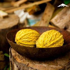 Cacao Making - Costa Rica Cruise Rebecca Adventure Travel Cacao Making - Costa Rica Cruise