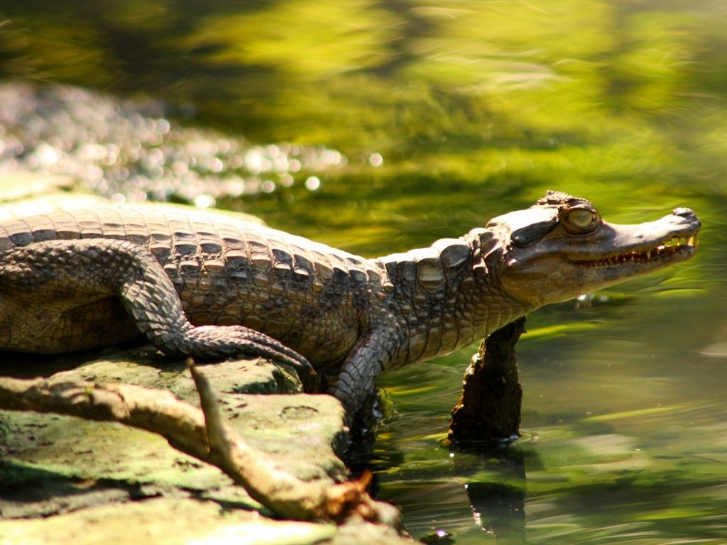 caiman cuyabeno reserve caiman cuyabeno reserve