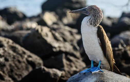 can you visit the galapagos islands