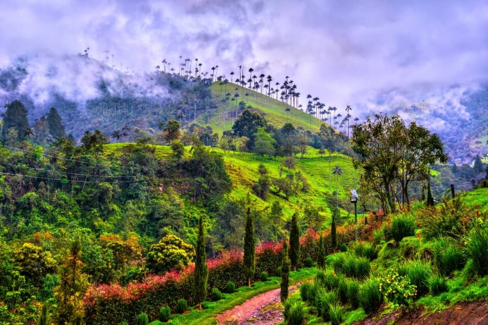 Cocora Valley