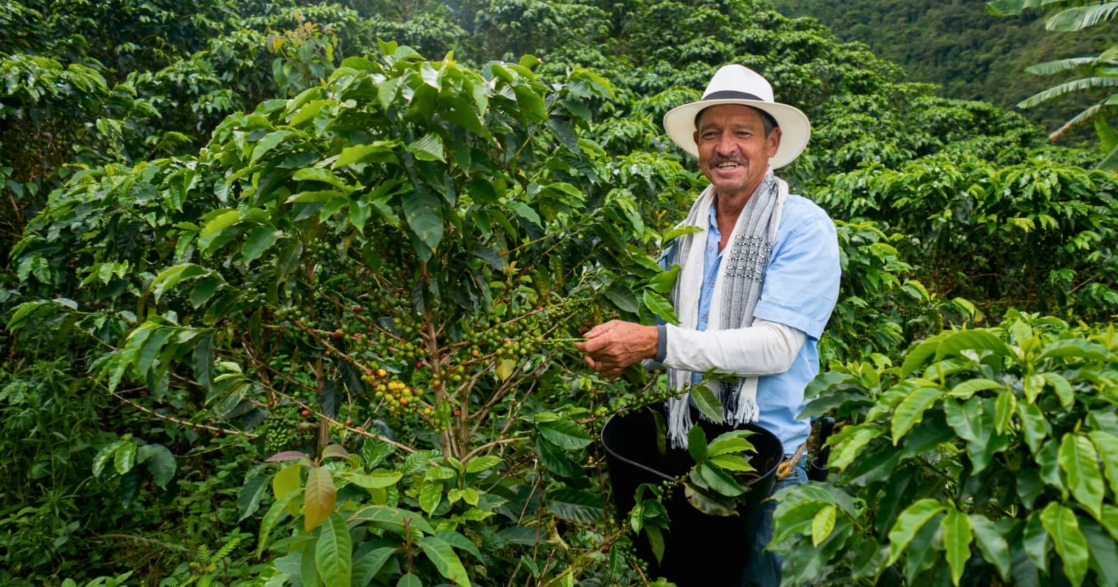 colombian coffee region colombian coffee region