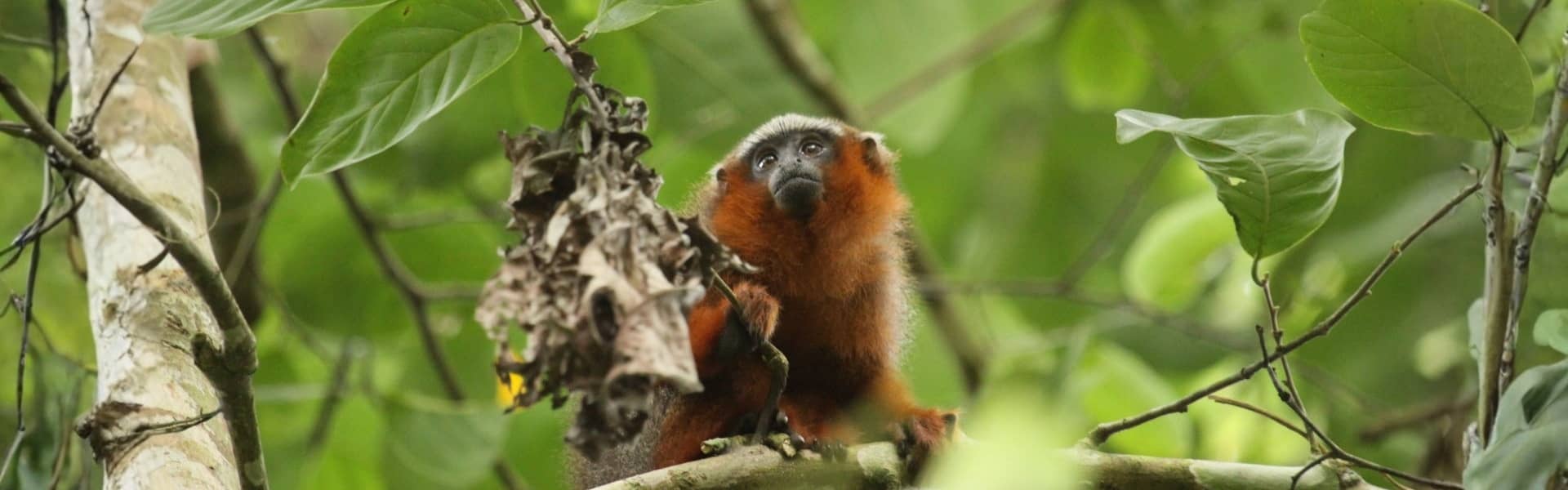 9 Day Colonial Quito & Amazon Cuyabeno Eco Lodge