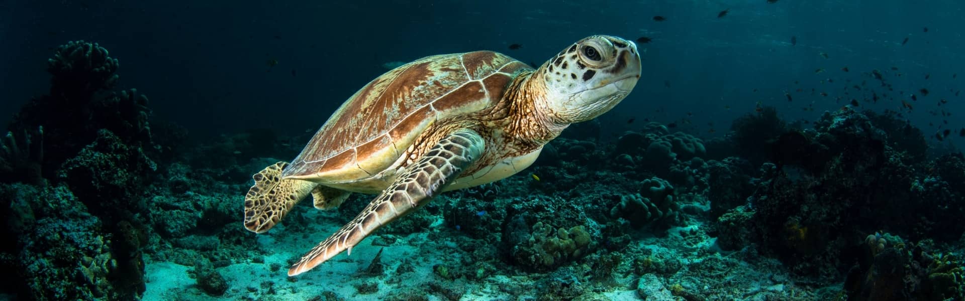 9-Day Colonial Quito & Galapagos Island Hopping