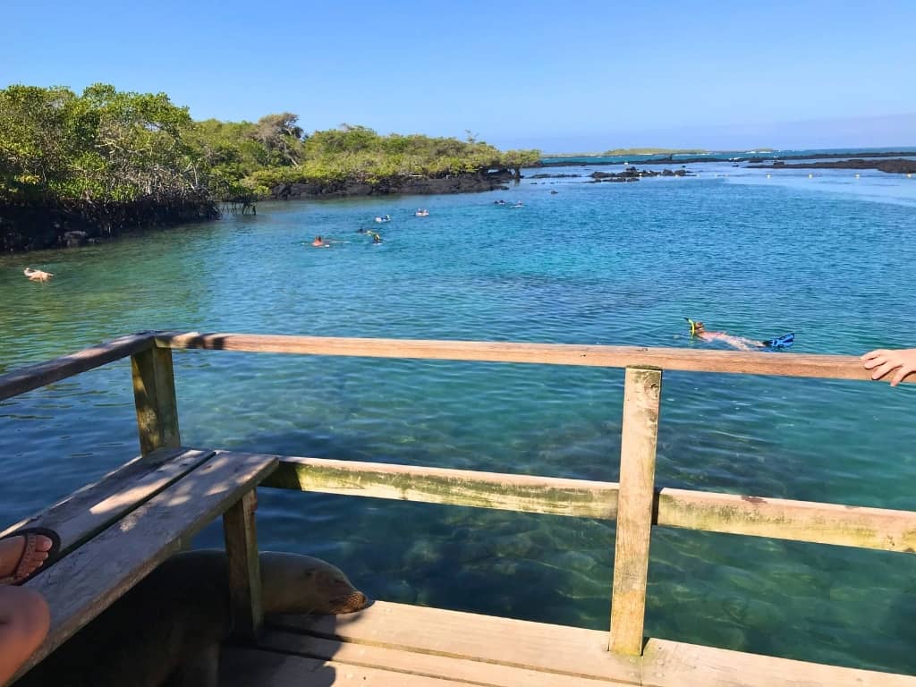 concha perla isabela island concha perla