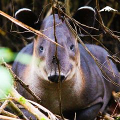 Corcovado National Park - Costa Rica Cruise Rebecca Adventure Travel Corcovado National Park - Costa Rica Cruise