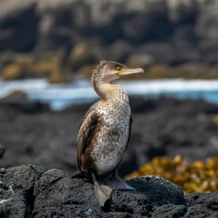 Cormorant-Point-Galapagos Rebecca Adventure Travel Cormorant Point - Galapagos Cruise visit - Floreana island