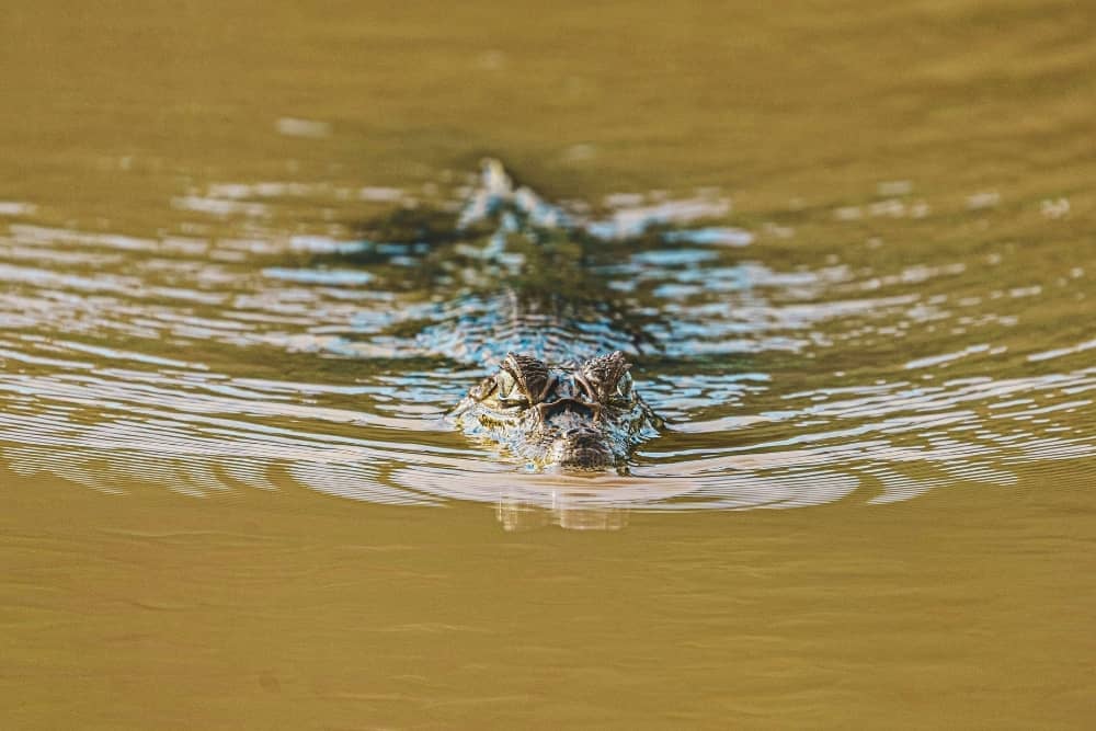 crocodile tayrona national park tayrona national park forest - colombia highlights