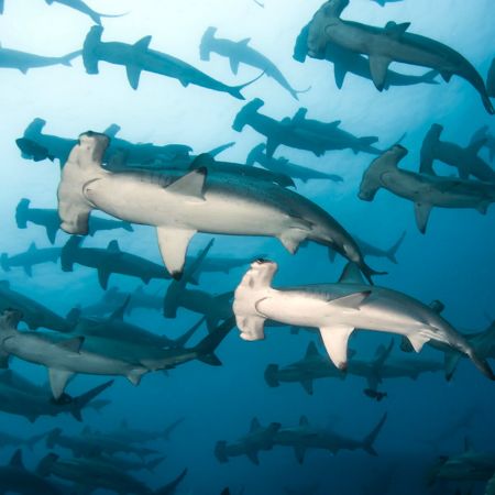 darwin and wolf galapagos islands darwin and wolf - galapagos islands