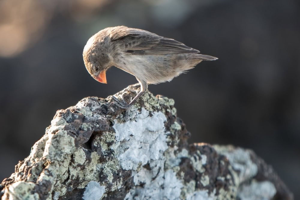 darwin finches galapagos darwin's finches.