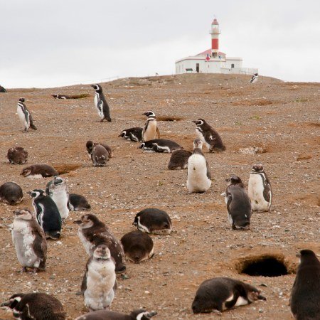 Day 17 - South America Expedition - Magdalena Island Rebecca Adventure Travel Day 17 - South America Luxury Adventure - Magdalena Island